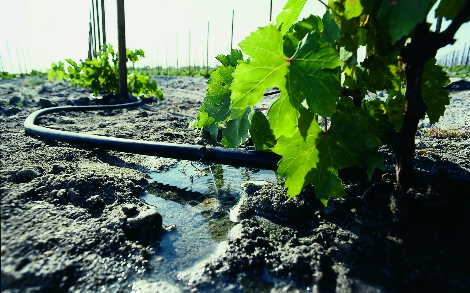 Drip irrigation system on grape vines in a California valley agricultural field