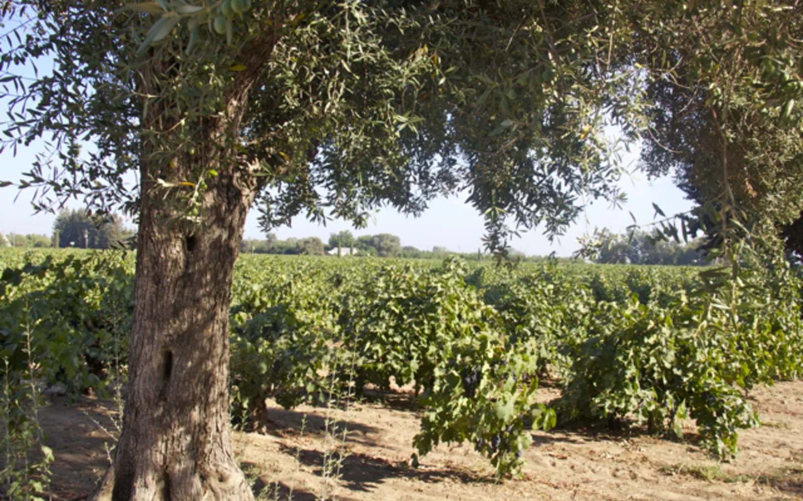 Lodi California vineyard with grapevines and cover crops under blue sky
